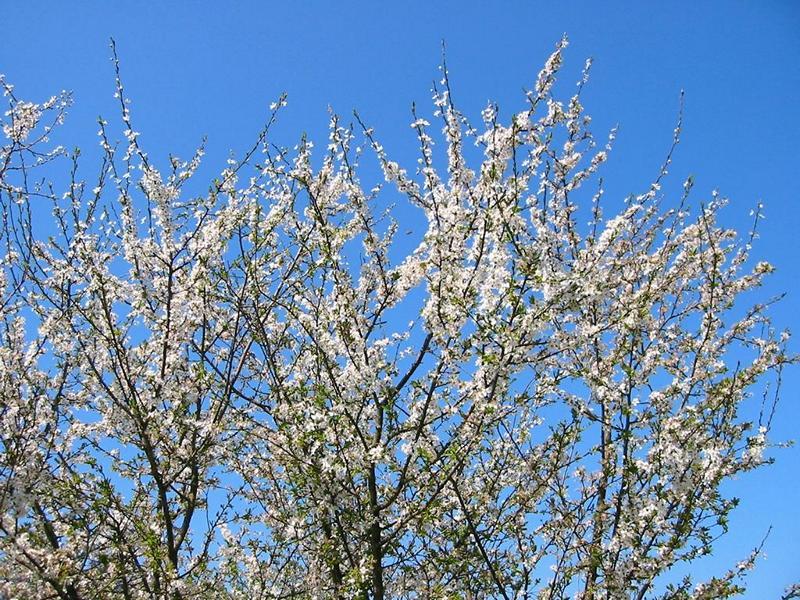 Erscheinungsbild: 1-3 m hoher, langsam wachsender, sehr sparrig verzweigter, stark dorniger Wildstrauch
Blüte: zahlreiche, weisse Einzelblüten, vor dem Blattaustrieb erscheinend; blüht April-Mai
Frucht: dunkelblau bis schwarze, lang haftende Steinfrüchte (Schlehe); September-Oktober; Frucht erst nach dem ersten Frost mild süss, vorher herb zusammenziehender Geschmack
Standortansprüche: etwas wärmeliebende Art; Lichtpflanze; bevorzugt frische bis mässig trockene Standorte mit basen- und kalkreichen Lehm- oder Rohböden; wenig empfindlich gegen Hitze, Trockenheit und Frost
Pflanzorte im Garten: in Wildhecken und Strauchgruppen, als Einzelstrauch; als Pionierstrauch und Intensivwurzler zur Böschungsfestigung sehr gut geeignet; Wurzelschäden möglich!
Wert für Tiere: Blätter: Raupennahrung; Blüten: Nektar für Schmetterlinge, Fliegen; Früchte: Nahrung für Vögel; Deckung für Vögel und Säugetiere