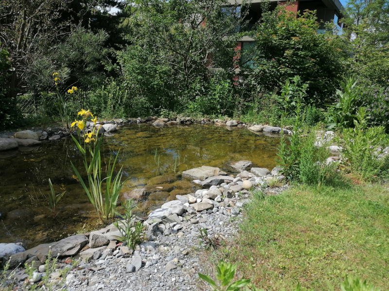 Der Weiher wurde mit einheimischen Pflanzen von Luzern grünt bepflanzt.