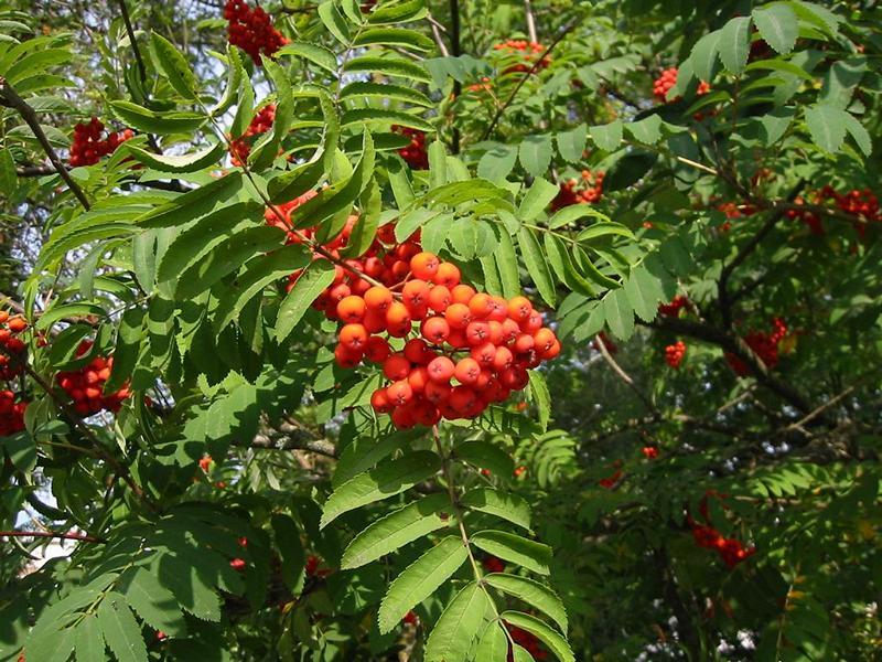 Erscheinungsbild: 5-15 m hoher, oft mehrstämmiger, kleiner Baum oder Strauch mit unregelmässiger, eiförmiger Krone; sommergrüne, gefiederte Blätter mit gelber bis roter Herbstfärbung
Blüte: kleine, weisse Blüten in 10-15 cm breiten Trugdolden; riechen nach Maikäfern; blüht Mai-Juni
Frucht: gelb- bis scharlachrote Beeren; August September; bleiben oft bis zum Winter am Strauch
Standortansprüche: Licht- bis Halbschattenpflanze; bevorzugt mässig trockene bis frische, basenarme, humose Sand- und Lehmböden; sehr anspruchslos gegenüber Bodensubstrat und Nährstoffversorgung
Pflanzorte im Garten: in Wildhecken und Strauchgruppen, als Einzelstrauch, auch für grössere Pflanzkübel geeignet; durch Wurzelsprosse für Böschungs- und Hangbefestigung möglich; aber: kann Feuerbrand übertragen!
Wert für Tiere: Blüten: Nektar für Wildbienen, Fliegen; Früchte: Nahrung für Vögel, Säugetiere