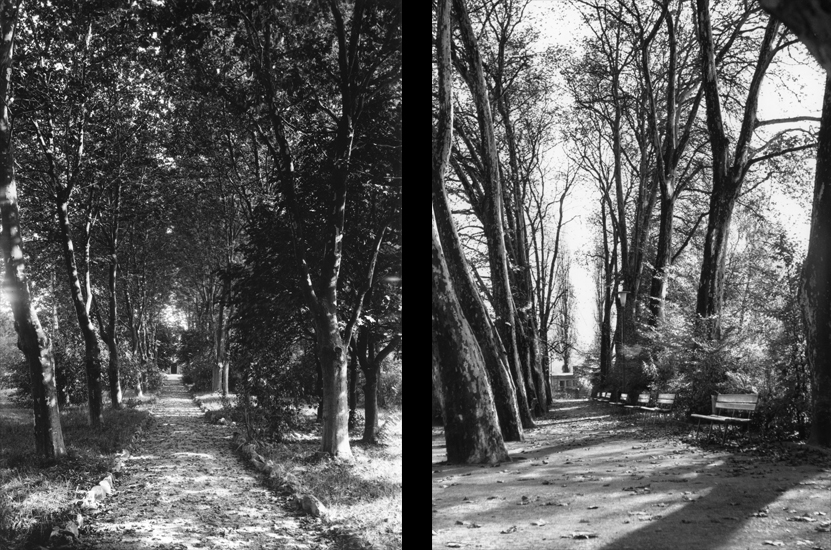 Viele der alten Alleebäume auf dem nördlichen Teil des Inseli stehen heute noch. Was um 1900 noch privat und exklusiv war, ist seit der Übernahme durch die Stadt 1924 für alle öffentlich zugänglich.