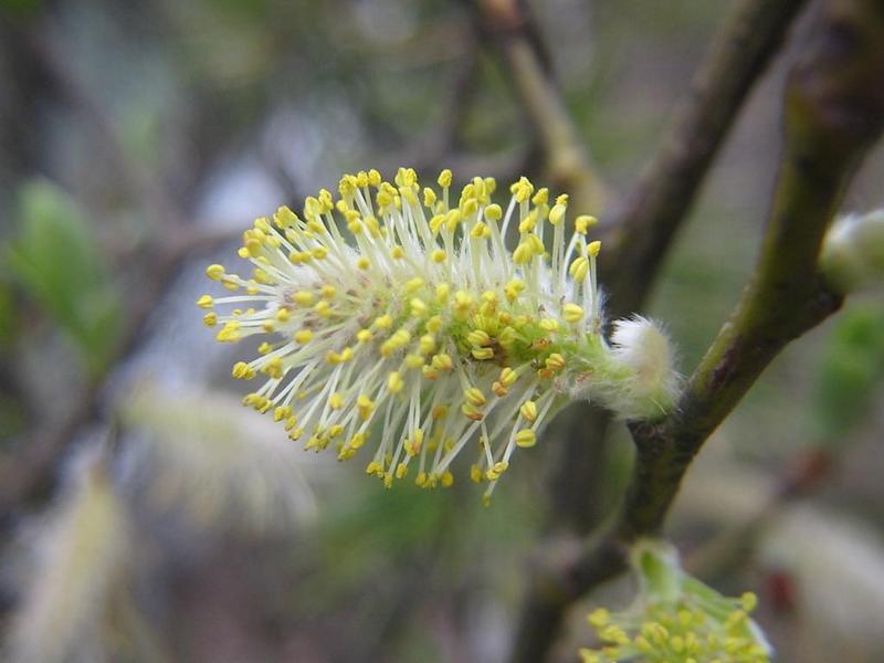 Erscheinungsbild: 4-10 m hoher, dickästiger, sommergrüner Strauch oder kleiner Baum
Blüte: männliche Kätzchen mit leuchtend gelben Staubbeuteln, weibliche Kätzchen grünlich; blüht März-Mai
Frucht: weisse, seidige, lanzettliche, langgestielte Kapseln in zwei Klappen aufspringend, enthalten flugfähige, braune Samen mit langen weissen, filzigen Haaren; Juni-Juli
Standortansprüche: besiedelt ein weites Standortspektrum; Lichtpflanze; vor allem mässig trockenen bis feuchten Böden unterschiedlicher Art (auch Rohböden); frosthart, empfindliche gegenüber Überschwemmung
Pflanzorte im Garten: in Wildhecken und Strauchgruppen (z. B. als "Überhälter"), als Einzelstrauch; gut geeignet zur Böschungs- und Hangbefestigung
Wert für Tiere: Saft: Nahrung für Käfer; Blätter: Nahrung für Käfer, Raupen; Kätzchen: erste und wichtige Nahrung im Jahr für Wildbienen, Hummeln; Holz: Entwicklungsort für Käferlarven; gute Deckungspflanze für Wild