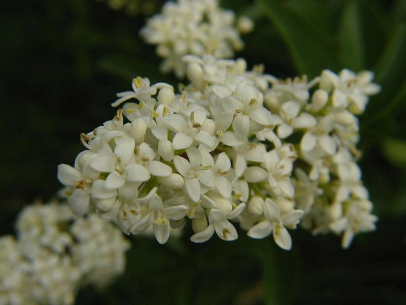 Erscheinungsbild: sommer- bis wintergrüner (v. a. in wintermilden Lagen), bis 5 m hoher, reich verzweigter Wildstrauch, seltener kleiner Baum, langsam bis mittelschnell wachsend
Blüte: dichte, weisse Blütenrispen, intensiver Duft; blüht Mai-Juli
Frucht: schwarze Beeren, bleiben lang am Strauch (Wintersteher); schwarzvioletter, intensiv färbender Saft; ab September
Standortansprüche: wärmeliebende Art; Licht- bis Halbschattenpflanze; bevorzugt mässig trockene bis frische, basen- und kalkreiche, lockere Lehm- und Tonböden
Pflanzorte im Garten: in sonnigen Wildhecken und Strauchgruppen, als Einzelstrauch; in Form- und Blockhecken; auch in grösseren Pflanzkübeln möglich; als ausläufertreibender Intensivwurzler gut für Böschungen geeignet; aufgrund Giftigkeit nicht für Kinderspielplätze (u. ä. Orte) zu empfehlen
Wert für Tiere: Blatt: Raupennahrung; Blüten: Nektar für Wildbienen; Früchte: Nahrung für Vögel; Deckung und Nistplätze für Vögel; Schmetterlinge und Wildbienen