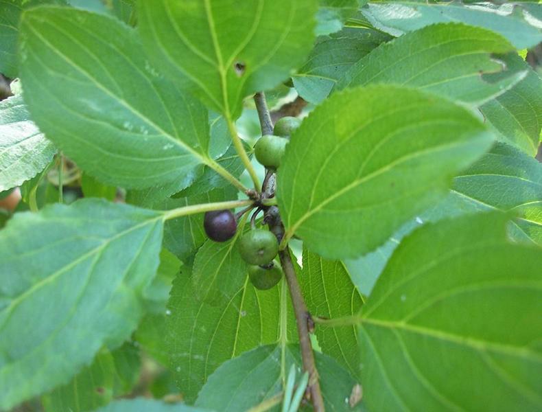 Erscheinungsbild: bis 6 m hoher, langsam wachsender, sparriger Wildstrauch mit Sprossdornen
Blüte: kleine, gelbgrüne Einzelblüten; blüht im Mai
Frucht: schwarze, beerenartige Steinfrüchte; September-November; Früchte schmecken zuerst süss, danach allerdings nachhaltig bitter
Standortansprüche: wärme- und lichtbedürftige Art; bevorzugt mässig trockene Standorte mit basenreichen Lehm- und Steinböden (flachgründig); erträgt Hitze und Sommertrockenheit
Pflanzorte im Garten: in Wildhecken und Strauchgruppen, als Einzelstrauch; als Pionierstrauch und Tiefwurzler (auch Wurzelbrut) zur Böschungsfestigung gut geeignet; aufgrund Giftigkeit nicht für Kinderspielplätze (u.ä. Orte) geeignet; als im Naturraum seltene Art sollte der Kreuzdorn nur sehr zurückhaltend gepflanzt werden
Wert für Tiere: Blätter: Raupennahrung; Blüten: Nektar für Fliegen, Schmetter-linge; Früchte: Vögel und Säugetiere