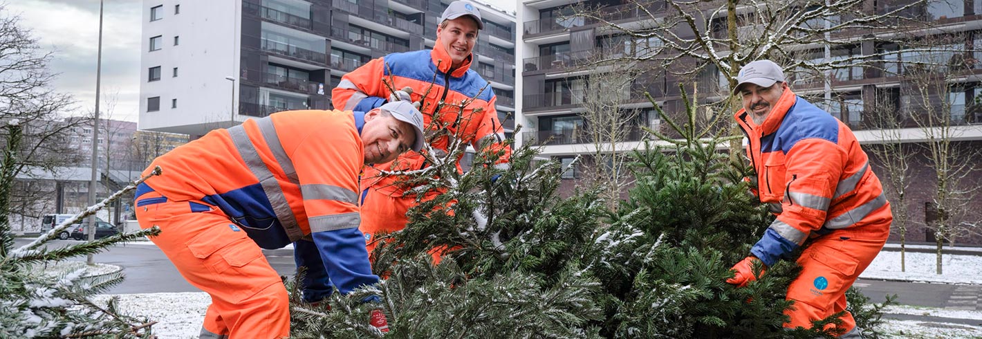 Weihnachtsbäume entsorgen