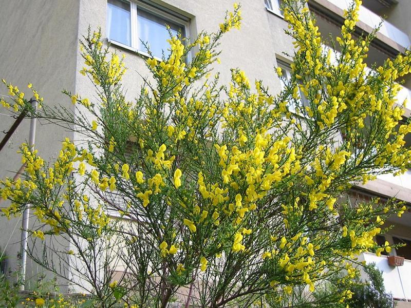 Erscheinungsbild: bis 3 m hoher, sommergrüner Rutenstrauch mit vielen, immergrünen Zweigen und nur dünnem Stamm
Blüte: zahlreiche goldgelbe Einzelblüten; blüht Mai-Juni
Frucht: zuerst grüne, danach bräunlich-violette bis schwarze Hülsenfrucht; August-Oktober; bei trockenem Wetter platzen die reifen Hülsen unter auffallendem Knacken
Standortansprüche: wärmeliebende Art; Lichtpflanze; bevorzugt sonnige Standorte mit eher trockenen, kalkarmen Sand- und Lehmöden; reagiert empfindlich auf Staunässe und Frost
Pflanzorte im Garten: in sonnigen Wildhecken und Strauchgruppen (v. a. am Rand), als Einzelstrauch; auch für grössere Pflanzkübel geeignet; als Rohboden-Pionier (Stickstoffsammler über Wurzelknöllchen) und Bodenfestiger (Tiefwurzler) gut für Böschungen geeignet
Wert für Tiere: Blätter: Raupennahrung, Nahrung für Säugetiere; Blüten: Pollen für Wildbienen, Hummeln, Ameisen