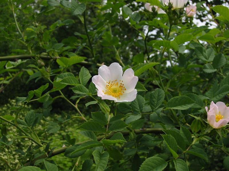 Erscheinungsbild: 2-4 m hoher, schnell wachsender, ausladender oder hoch-klimmender Wildstrauch mit grossen, hakigen Stacheln
Blüte: hellrosa bis weiss; blüht Juni-Juli
Frucht: rote Einzelfrüchte (Hagebutten); August-Oktober
Giftigkeit: Früchte geniessbar
Standortansprüche: wärmeliebende Art; Licht- bis Halbschattenpflanze; bevor-zugt kalkreiche, trockene Lehm- und Sandböden
Pflanzorte im Garten: in Wildhecken und Strauchgruppen, an Zäunen und Rankgerüsten; geeignet für breite, hohe Hecken; für grössere Pflanzkübel ge-eignet; als Pionierstrauch und Tiefwurzler mit weitreichenden Seitenwurzeln zur Böschungsbefestigung gut geeignet
Wert für Tiere: Blätter: Raupennahrung, Baumaterial für Wildbienen-Brutzellen; Blüten: Pollen für Käfer, Wildbienen; Früchte: Nahrung für Vögel, Säugetiere; Käfer und Wildbienen als Nahrung für Fledermäuse und Vögel
