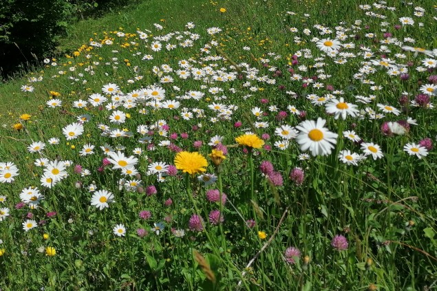 Wildblumenwiese