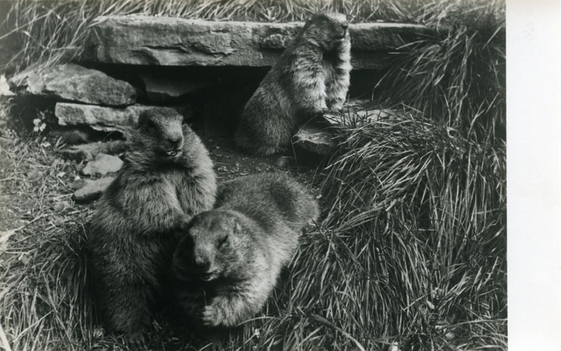 Sechzig Jahre nach den Gemsen zogen 1956 lebendige Murmeltiere in den Gletschergarten. Allerdings war auch dieses Gastspiel von kurzer Dauer: Ende der 1960er Jahre wurde das Experiment abgebrochen.