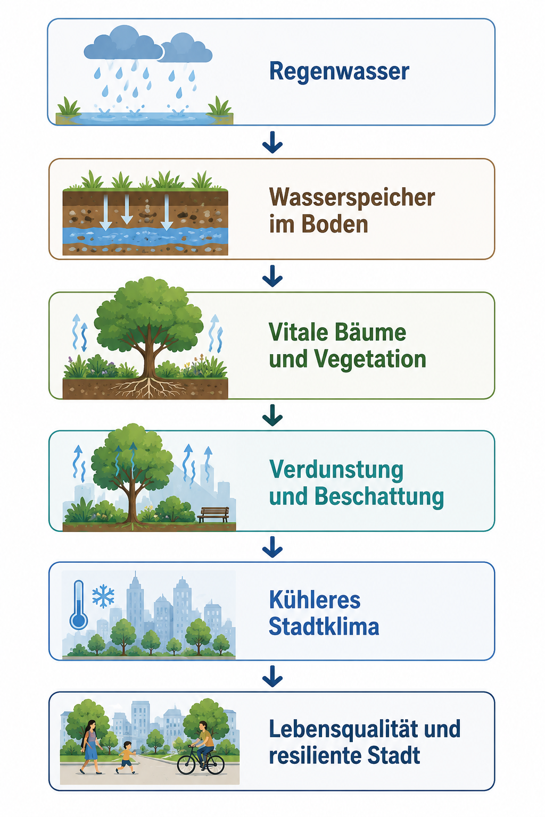 Bildliche Darstellung Schwammstadt