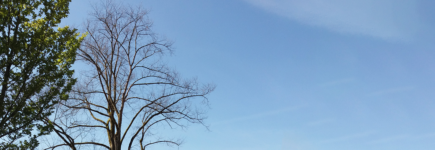 Baumfällungen