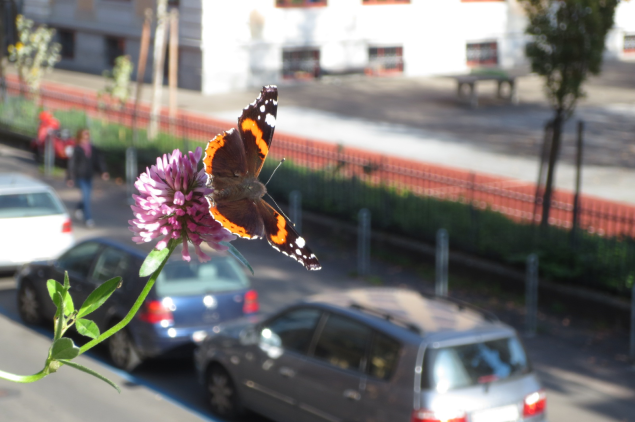 Auch im städtischen Raum leben Schmetterlinge und Wildbienen, wie hier der Admiral.  (Sandra Gloor / stadtwildtiere.ch)