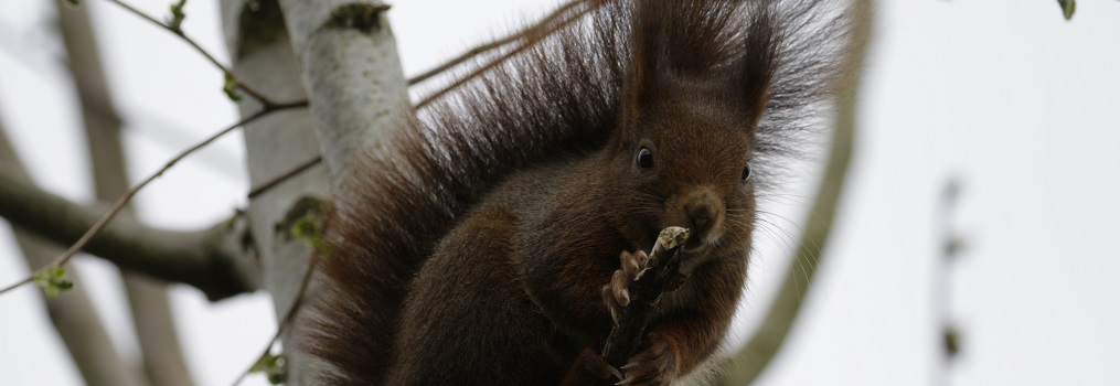 Beobachtung von Wildtieren