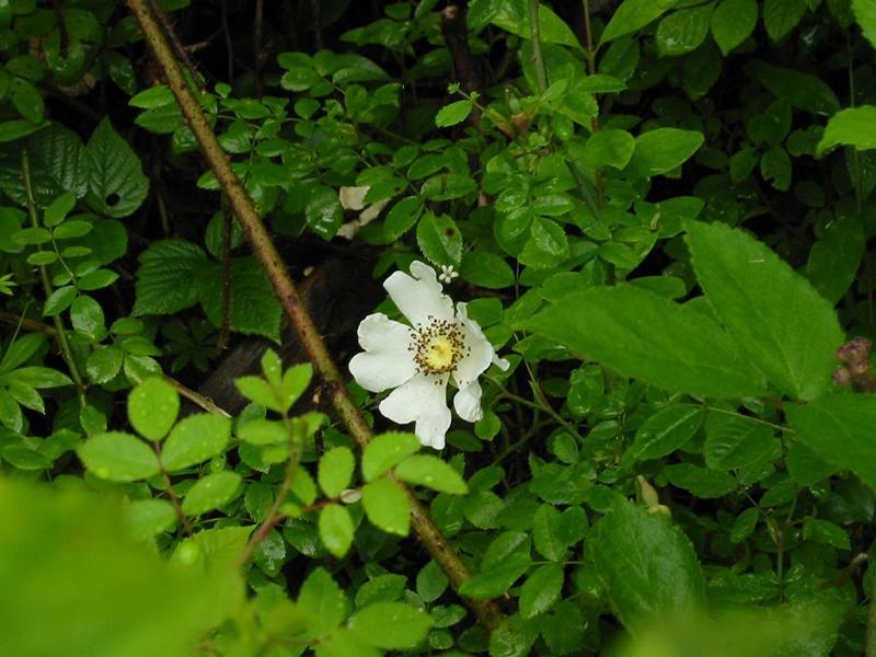 Erscheinungsbild: schnell wachsender, schlanker Wildstrauch, zumeist mit niederliegenden, kriechenden oder hochklimmenden, bis 3 m langen, grünen Trieben und Ästen; wenige, kleine Stacheln
Blüte: grosse, weisse Einzelblüten; blüht Juni-Juli
Frucht: rote Einzelfrüchte (Hagebutten); August-Oktober
Standortansprüche: etwas wärmeliebende Art; bevorzugt sonnige bis halbschattige Standorte mit frischen, basenreichen Lehmböden
Pflanzorte im Garten: in Wildhecken und Strauchgruppen (am Rand); entlang von Zäunen und an Rankgerüsten; auch für grössere Pflanzkübel geeignet
Wert für Tiere: Blätter: Raupennahrung, Baumaterial für Wildbienen-Brutzellen; Blüten: Pollen für Käfer, Wildbienen; Früchte: Nahrung für Vögel, Säugetiere; Käfer und Wildbienen als Nahrung für Fledermäuse und Vögel