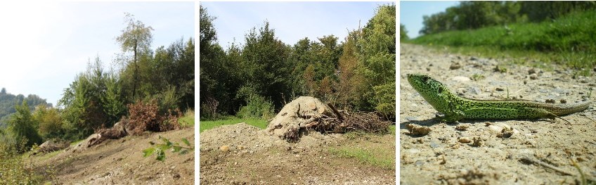 Zauneidechsenförderung am südlichen Greterwald