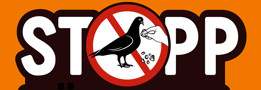 Tauben nicht füttern