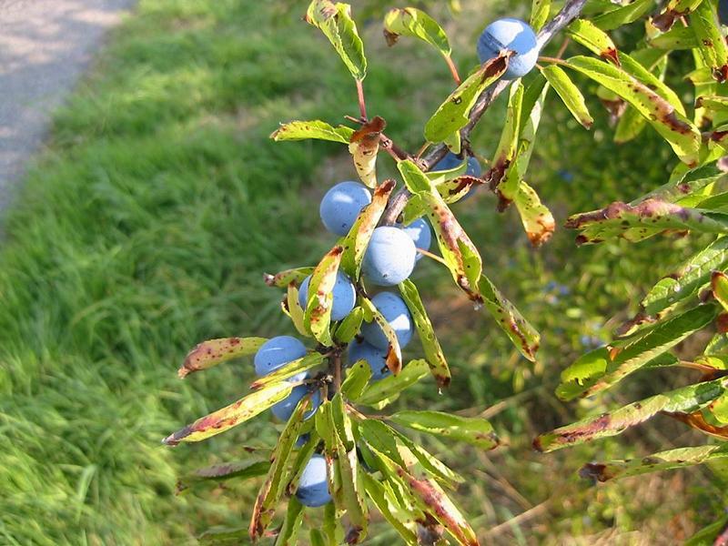 Erscheinungsbild: 1-3 m hoher, langsam wachsender, sehr sparrig verzweigter, stark dorniger Wildstrauch
Blüte: zahlreiche, weisse Einzelblüten, vor dem Blattaustrieb erscheinend; blüht April-Mai
Frucht: dunkelblau bis schwarze, lang haftende Steinfrüchte (Schlehe); September-Oktober; Frucht erst nach dem ersten Frost mild süss, vorher herb zusammenziehender Geschmack
Standortansprüche: etwas wärmeliebende Art; Lichtpflanze; bevorzugt frische bis mässig trockene Standorte mit basen- und kalkreichen Lehm- oder Rohböden; wenig empfindlich gegen Hitze, Trockenheit und Frost
Pflanzorte im Garten: in Wildhecken und Strauchgruppen, als Einzelstrauch; als Pionierstrauch und Intensivwurzler zur Böschungsfestigung sehr gut geeignet; Wurzelschäden möglich!
Wert für Tiere: Blätter: Raupennahrung; Blüten: Nektar für Schmetterlinge, Fliegen; Früchte: Nahrung für Vögel; Deckung für Vögel und Säugetiere