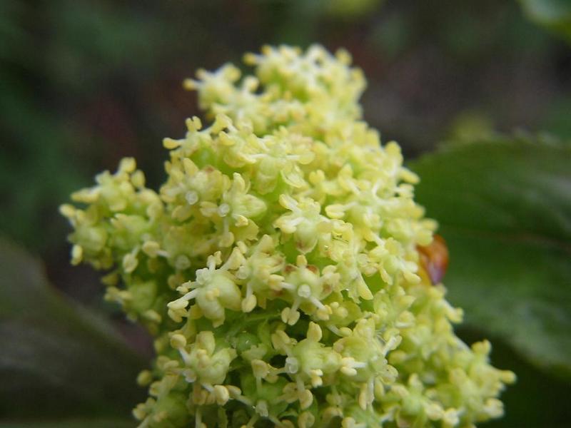 Erscheinungsbild: bis 4 m hoher Wildstrauch mit überhängenden Zweigen, nur ausnahmsweise baumartig; sommergrüne, gefiederte Blätter; Zweige mit rot-braunem Mark
Blüte: gelbliche, 5-8 cm lange, traubenförmige Blütenrispen; blüht April-Mai
Frucht: rote, fleischige Steinfrüchte mit herbem Aroma; Juni-August
Standortansprüche: Halbschatten- bis Lichtpflanze; bevorzugt frische, nährstoffreiche, kalkarme, lockere Lehmböden (auch steinig)
Pflanzorte im Garten: in Wildhecken und Strauchgruppen, als Einzelstrauch, im Unterstand von Baumgruppen; durch weitstreichendes Wurzelwerk gut geeignet zur Böschungs- und Hangbefestigung
Wert für Tiere: Blätter: Raupennahrung; Blüten: Pollen für Fliegen und Käfer, Früchte: Nahrung für Vögel und Säugetiere; Schmetterlinge, Fliegen, Käfer als Nahrung für Fledermäuse