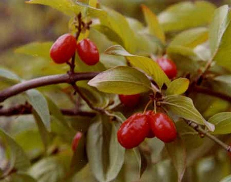 Erscheinungsbild: bis 6 m hoher, locker verzweigter Wildstrauch oder kleiner Baum
Blüte: kleine, gelbe, vor den Blättern erscheinende Blütenstände; blüht Februar-April
Frucht: kirschenähnliche (Name!), rote, fleischige Steinfrucht; August-September
Standortansprüche: wärmeliebende Art; Licht- bis Halbschattenpflanze; bevorzugt mässig trockene bis frische, nährstoff- und basenreiche, lockere Lehmböden
Pflanzorte im Garten: in Wildhecken und Strauchgruppen, als Einzelstrauch oder -baum; auch für grössere Pflanzkübel und Schnitthecken geeignet; durch Wurzelausläufer zur Böschungs- und Hangbefestigung verwendbar
Wert für Tiere: Blätter und Triebe: Nahrung für Säugetiere; Blüten Nektar und Pollen für Wildbienen; Früchte: Nahrung für Vögel, Säugetiere