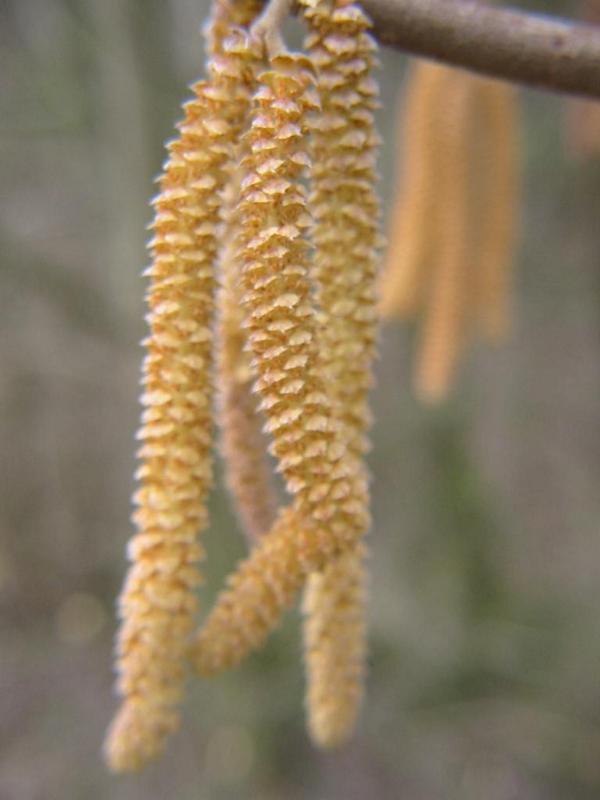 Erscheinungsbild: bis 6 m hoher, breit aufrecht wachsender, sommergrüner Wildstrauch, seltener bis 9 m hoher Baum
Blüte: männliche Blüten bis fingerlange, walzige, grünliche, stark staubende Kätzchen, weibliche Blüten unscheinbar; Februar-April
Frucht: Haselnüsse zuerst bleichgrün, reif hell- bis rostbraun; August-Oktober
Standortansprüche: besiedelt ein weites Standortspektrum; Licht- bis Halbschattenpflanze; bevorzugt frische nährstoff- und basenreiche, humose Lehmböden, kommt aber auch auf Steinböden vor; ist sehr schattenverträglich
Pflanzorte im Garten: in Wildhecken und Strauchgruppen, als Einzelstrauch, im Unterstand von Baumgruppen; gut geeignet zur Böschungs- und Hangbefestigung; als sehr konkurrenzkräftige und sich leicht spontan ansiedelnde Art eher zurückhaltend pflanzen
Wert für Tiere: Blüten: Nektar für Wildbienen; Blätter: Nahrung für Käfer, Raupen; junge Triebe: Nahrung für Käfer; Früchte: Nahrung für Käfer, Vögel, Säugetiere
