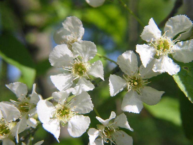 Erscheinungsbild: 5-18 m hoher, schmalkroniger, dicht belaubter Baum oder grosser Strauch; sommergrüne Blätter mit roter oder gelber Herbstfärbung; Weichholz; wird 60-80 Jahre alt
Blüte: hängende, lange, weisse Blütentrauben; intensiv nach Honig duftend; blüht April-Mai
Frucht: rotschwarze Steinfrüchte (kirschenartiges Wildobst); stark riechend; Juli-August
Standortansprüche: Halbschattenpflanze; bevorzugt frische bis nasse, nährstoff- und basenreiche Lehmböden; erträgt kurzzeitige Überschwemmungen, empfindlich auf Bodenverdichtungen.
Pflanzorte im Garten: in Wildhecken und Strauchgruppen (z.B. als "Überhälter"), als Einzelstrauch oder -baum; am Ufer von Gartenweihern; gut geeignet zur Böschungs- und Hangbefestigung; aufgrund Giftigkeit nicht für Kinderspielplätze (u.ä. Orte) geeignet
Wert für Tiere: Blüten: Nektar für Wildbienen, Fliegen; Blätter: Raupennahrung; Rinde: Nahrung für Käferlarven; Früchte für Vögel