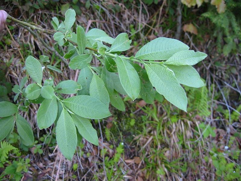 Erscheinungsbild: 4-10 m hoher, dickästiger, sommergrüner Strauch oder kleiner Baum
Blüte: männliche Kätzchen mit leuchtend gelben Staubbeuteln, weibliche Kätzchen grünlich; blüht März-Mai
Frucht: weisse, seidige, lanzettliche, langgestielte Kapseln in zwei Klappen aufspringend, enthalten flugfähige, braune Samen mit langen weissen, filzigen Haaren; Juni-Juli
Standortansprüche: besiedelt ein weites Standortspektrum; Lichtpflanze; vor allem mässig trockenen bis feuchten Böden unterschiedlicher Art (auch Rohböden); frosthart, empfindliche gegenüber Überschwemmung
Pflanzorte im Garten: in Wildhecken und Strauchgruppen (z. B. als "Überhälter"), als Einzelstrauch; gut geeignet zur Böschungs- und Hangbefestigung
Wert für Tiere: Saft: Nahrung für Käfer; Blätter: Nahrung für Käfer, Raupen; Kätzchen: erste und wichtige Nahrung im Jahr für Wildbienen, Hummeln; Holz: Entwicklungsort für Käferlarven; gute Deckungspflanze für Wild