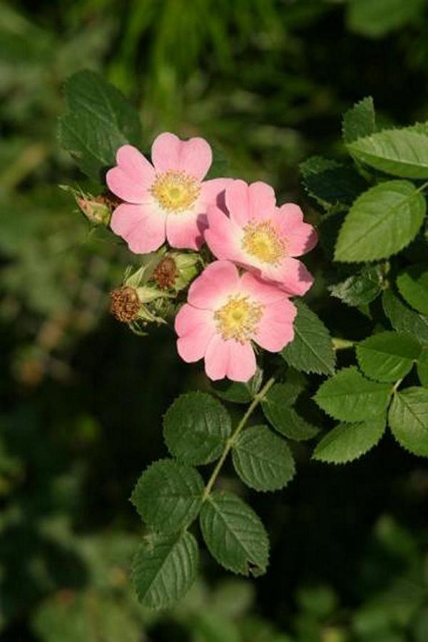 Erscheinungsbild: 2-3 m hoher, schnell wachsender, hochklimmender Wildstrauch mit kurzen, sparrigen Ästen und zahlreichen, grossen, hakigen Stacheln; Blätter duften nach Wein oder Apfel
Blüte: grosse Blüten, einzeln oder zu mehreren; dunkelrosa bis hell-rosa
Frucht: rote Einzelfrüchte (Hagebutten); August-Oktober
Giftigkeit: Früchte geniessbar
Standortansprüche: wärmeliebende Art; Licht- bis Halbschattenpflanze; bevor-zugt kalkreiche, magere, steinige Lehmböden
Pflanzorte im Garten: in Wildhecken und Strauchgruppen, an Zäunen und Rankgerüsten; für grössere Pflanzkübel geeignet; als Pionierstrauch und Tief-wurzler mit weitreichenden Seitenwurzeln zur Böschungsbefestigung gut ge-eignet
Wert für Tiere: Blätter: Raupennahrung, Baumaterial für Wildbienen-Brutzellen; Blüten: Pollen für Käfer, Wildbienen; Früchte: Nahrung für Vögel, Säugetiere; Käfer und Wildbienen als Nahrung für Fledermäuse und Vögel