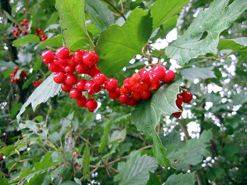 Erscheinungsbild: bis 4 m hoher, ausladender Wildstrauch mit langen, dünnen und leicht gebogenen Zweigen; sommergrüne Blätter mit weinroter Herbstfärbung
Blüte: flache, weisse Trugdolden mit stark vergrösserten (bis 2 cm), sterilen Randblüten; wohlriechend; blüht April-Mai
Frucht: scharlachrote Beeren mit rosa Steinkern; ab August; hängen manchmal bis zum nächsten Frühling am Strauch; für Vögel erst nach dem ersten Frost geniessbar
Standortansprüche: etwas wärmeliebende Art; Halbschatten- bis Lichtpflanze; bevorzugt sickerfeuchte, nährstoff- und basenreiche, Lehm- und Tonböden; erträgt kurzzeitige Überflutung
Pflanzorte im Garten: in Wildhecken und Strauchgruppen, als Einzelstrauch; am Ufer von Gartenweihern; als Intensiv- und Flachwurzler für Böschungen
Wert für Tiere: Blüte: Nektar für Käfer, Fliegen; Saft: Nahrung für Blattläuse; Früchte: Nahrung für Vögel und Säugetiere; Käfer und Fliegen als Nahrung für Fledermäuse