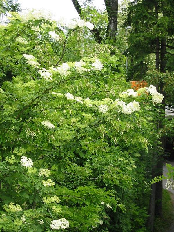 Erscheinungsbild: bis 10 m hoher, breitausladender Strauch oder seltener kleiner Baum; dickere Einzelstämme oft krumm verwachsen; wird bis 80 Jahre alt; sommergrüne, gefiederte Blätter; Zweige mit weissem Mark ("Holundermark")
Blüte: zahlreiche kleine, gelblich-weisse Blüten in 10-15 cm breiten Trugdolden; stark duftend; blüht Mai-Juli
Frucht: blauschwarze, fleischige Steinfrüchte mit intensiv würzigem Geschmack; August-September
Standortansprüche: wärmeliebende Art; Licht- bis Halbschattenpflanze; Stickstoffzeiger; bevorzugt frische, nährstoffreiche, humose, tiefgründige Lehmböden
Pflanzorte im Garten: in Wildhecken und Strauchgruppen (als "Überhälter"), als Einzelstrauch, im Unterstand von Baumgruppen; gut geeignet zur Böschungs- und Hangbefestigung
Wert für Tiere: Blüten: Pollen für Käfer, Fliegen; Früchte: Nahrung für Vögel; Käfer und Fliegen als Nahrung für Fledermäuse