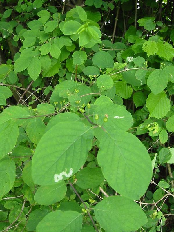 Erscheinungsbild: bis 3 m hoher, breiter Wildstrauch, von Grund aus reichverzweigt, früh austreibende, sommergrüne Blätter
Blüte: kleine, gelblichweisse-rötliche Blütenpaare an den Achseln der Laubblätter; blüht April-Mai
Frucht: scharlachrote Beeren, paarweise dicht zusammenstehend oder am Grund verwachsen; Juni-Juli
Standortansprüche: Schatten- bis Halbschattenpflanze; bevorzugt frische, nährstoff- und basen- reiche, tiefgründige Lehmböden (kalkhaltig); sehr frost-hart, erträgt Schatten gut
Pflanzorte im Garten: in eher schattigen Wildhecken und Strauchgruppen, als Einzelstrauch; sehr gut im Unterstand von Baumgruppen möglich; auch für grössere Balkonkübel sowie Schnitt- und Blockhecken geeignet
Wert für Tiere: Blätter: Raupennahrung; Blüte: Nektar für Schmetterlinge; Beeren für Vögel und Säugetiere; Schmetterlinge als Nahrung für Fledermäuse