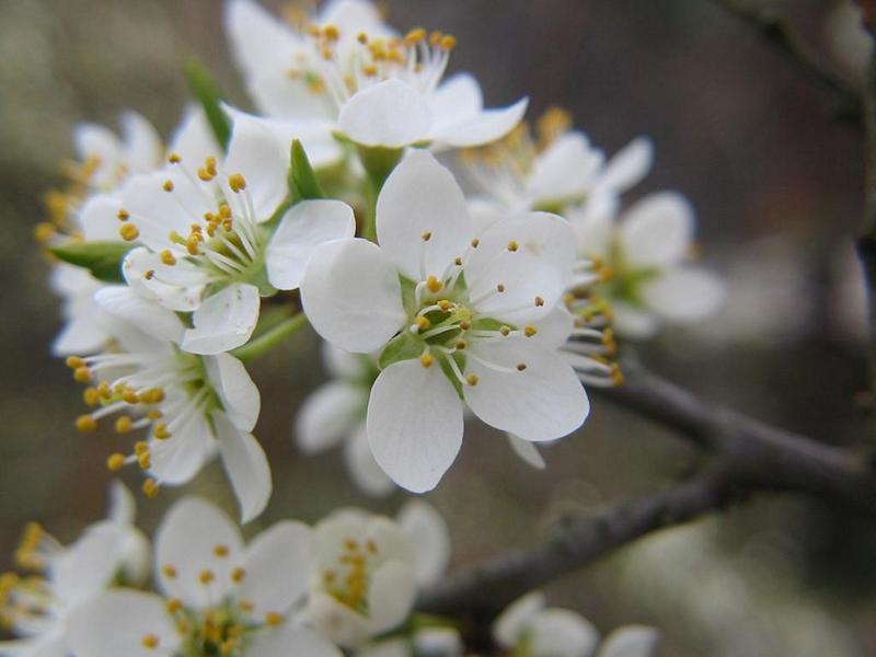 Erscheinungsbild: 1-3 m hoher, langsam wachsender, sehr sparrig verzweigter, stark dorniger Wildstrauch
Blüte: zahlreiche, weisse Einzelblüten, vor dem Blattaustrieb erscheinend; blüht April-Mai
Frucht: dunkelblau bis schwarze, lang haftende Steinfrüchte (Schlehe); September-Oktober; Frucht erst nach dem ersten Frost mild süss, vorher herb zusammenziehender Geschmack
Standortansprüche: etwas wärmeliebende Art; Lichtpflanze; bevorzugt frische bis mässig trockene Standorte mit basen- und kalkreichen Lehm- oder Rohböden; wenig empfindlich gegen Hitze, Trockenheit und Frost
Pflanzorte im Garten: in Wildhecken und Strauchgruppen, als Einzelstrauch; als Pionierstrauch und Intensivwurzler zur Böschungsfestigung sehr gut geeignet; Wurzelschäden möglich!
Wert für Tiere: Blätter: Raupennahrung; Blüten: Nektar für Schmetterlinge, Fliegen; Früchte: Nahrung für Vögel; Deckung für Vögel und Säugetiere