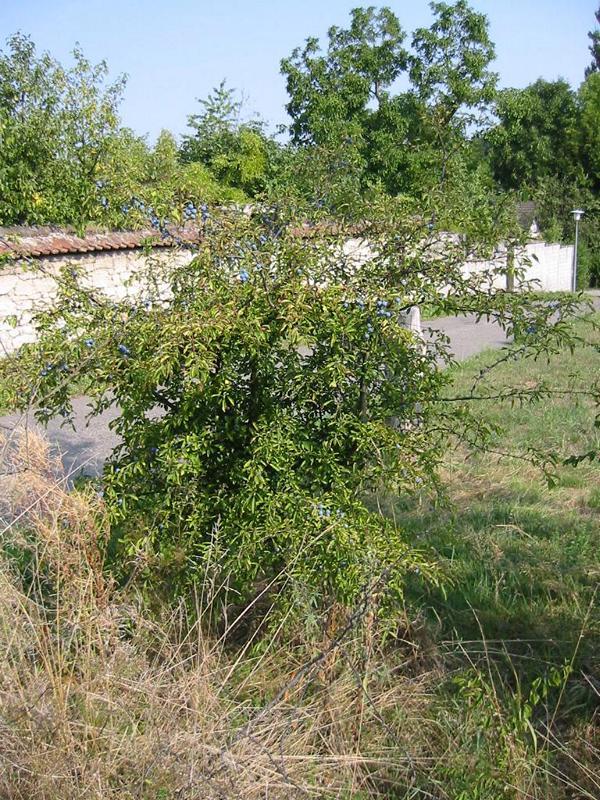 Erscheinungsbild: 1-3 m hoher, langsam wachsender, sehr sparrig verzweigter, stark dorniger Wildstrauch
Blüte: zahlreiche, weisse Einzelblüten, vor dem Blattaustrieb erscheinend; blüht April-Mai
Frucht: dunkelblau bis schwarze, lang haftende Steinfrüchte (Schlehe); September-Oktober; Frucht erst nach dem ersten Frost mild süss, vorher herb zusammenziehender Geschmack
Standortansprüche: etwas wärmeliebende Art; Lichtpflanze; bevorzugt frische bis mässig trockene Standorte mit basen- und kalkreichen Lehm- oder Rohböden; wenig empfindlich gegen Hitze, Trockenheit und Frost
Pflanzorte im Garten: in Wildhecken und Strauchgruppen, als Einzelstrauch; als Pionierstrauch und Intensivwurzler zur Böschungsfestigung sehr gut geeignet; Wurzelschäden möglich!
Wert für Tiere: Blätter: Raupennahrung; Blüten: Nektar für Schmetterlinge, Fliegen; Früchte: Nahrung für Vögel; Deckung für Vögel und Säugetiere