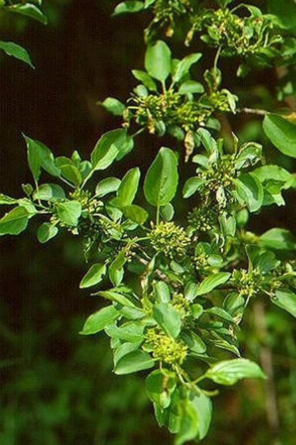 Erscheinungsbild: bis 6 m hoher, langsam wachsender, sparriger Wildstrauch mit Sprossdornen
Blüte: kleine, gelbgrüne Einzelblüten; blüht im Mai
Frucht: schwarze, beerenartige Steinfrüchte; September-November; Früchte schmecken zuerst süss, danach allerdings nachhaltig bitter
Standortansprüche: wärme- und lichtbedürftige Art; bevorzugt mässig trockene Standorte mit basenreichen Lehm- und Steinböden (flachgründig); erträgt Hitze und Sommertrockenheit
Pflanzorte im Garten: in Wildhecken und Strauchgruppen, als Einzelstrauch; als Pionierstrauch und Tiefwurzler (auch Wurzelbrut) zur Böschungsfestigung gut geeignet; aufgrund Giftigkeit nicht für Kinderspielplätze (u.ä. Orte) geeignet; als im Naturraum seltene Art sollte der Kreuzdorn nur sehr zurückhaltend gepflanzt werden
Wert für Tiere: Blätter: Raupennahrung; Blüten: Nektar für Fliegen, Schmetter-linge; Früchte: Vögel und Säugetiere