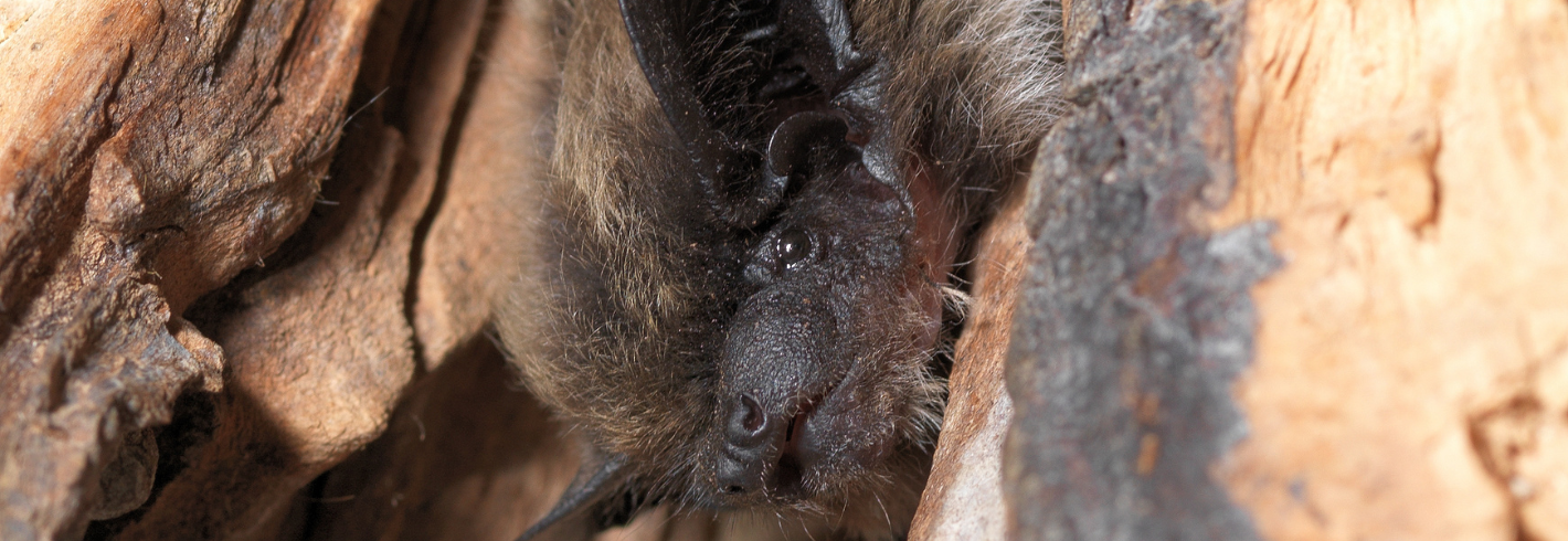 Alpenfledermaus