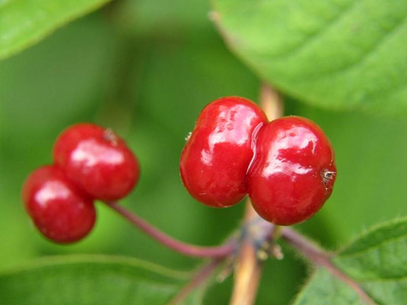 Erscheinungsbild: bis 3 m hoher, breiter Wildstrauch, von Grund aus reichverzweigt, früh austreibende, sommergrüne Blätter
Blüte: kleine, gelblichweisse-rötliche Blütenpaare an den Achseln der Laubblätter; blüht April-Mai
Frucht: scharlachrote Beeren, paarweise dicht zusammenstehend oder am Grund verwachsen; Juni-Juli
Standortansprüche: Schatten- bis Halbschattenpflanze; bevorzugt frische, nährstoff- und basen- reiche, tiefgründige Lehmböden (kalkhaltig); sehr frost-hart, erträgt Schatten gut
Pflanzorte im Garten: in eher schattigen Wildhecken und Strauchgruppen, als Einzelstrauch; sehr gut im Unterstand von Baumgruppen möglich; auch für grössere Balkonkübel sowie Schnitt- und Blockhecken geeignet
Wert für Tiere: Blätter: Raupennahrung; Blüte: Nektar für Schmetterlinge; Beeren für Vögel und Säugetiere; Schmetterlinge als Nahrung für Fledermäuse