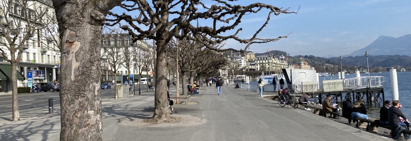 Kastanien am Schweizerhofquai