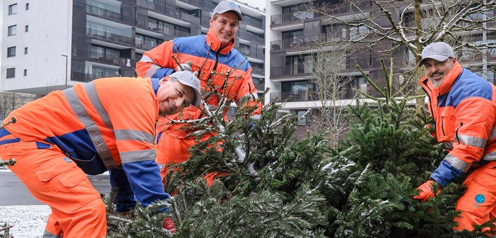 Weihnachtsbäume entsorgen