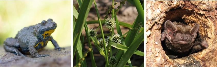 Vielfältige Biodiversität