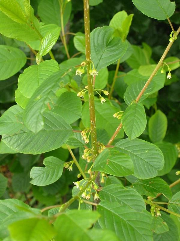 Erscheinungsbild: zumeist 3-7 m hoher, aufrechter Wildstrauch mit besenförmig schlanker Krone; sommergrüne Blätter; frische Rinde riecht faul (Name!)
Blüte: weissliche Blütenbüschel; Mai-Juni; süsslich-bitter
Frucht: zuerst grüne, dann rote, dann reife, schwarze, beerenähnliche Steinfrüchte; August-September; alle Reifestadien nebeneinander vorhanden
Standortansprüche: anspruchslose Art; Licht- bis Halbschattenpflanze; erträgt staufeuchte bis nasse, nährstoffarme Standorte, gedeiht aber auch noch auf sehr trockenen Böden; unempfindlich gegenüber Überschwemmung
Pflanzorte im Garten: in Wildhecken und Strauchgruppen, als Einzelstrauch; am Ufer von Gartenweihern; aufgrund Giftigkeit nicht für Kinderspielplätze (u.ä. Orte) geeignet
Wert für Tiere: Blätter: Raupennahrung; Blüte: Nektar für Wildbienen, Fliegen, Schmetterlinge; Früchte: Vögel und Säugetiere