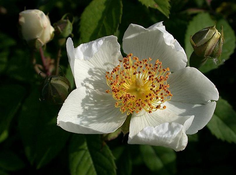 Erscheinungsbild: schnell wachsender, schlanker Wildstrauch, zumeist mit niederliegenden, kriechenden oder hochklimmenden, bis 3 m langen, grünen Trieben und Ästen; wenige, kleine Stacheln
Blüte: grosse, weisse Einzelblüten; blüht Juni-Juli
Frucht: rote Einzelfrüchte (Hagebutten); August-Oktober
Standortansprüche: etwas wärmeliebende Art; bevorzugt sonnige bis halbschattige Standorte mit frischen, basenreichen Lehmböden
Pflanzorte im Garten: in Wildhecken und Strauchgruppen (am Rand); entlang von Zäunen und an Rankgerüsten; auch für grössere Pflanzkübel geeignet
Wert für Tiere: Blätter: Raupennahrung, Baumaterial für Wildbienen-Brutzellen; Blüten: Pollen für Käfer, Wildbienen; Früchte: Nahrung für Vögel, Säugetiere; Käfer und Wildbienen als Nahrung für Fledermäuse und Vögel