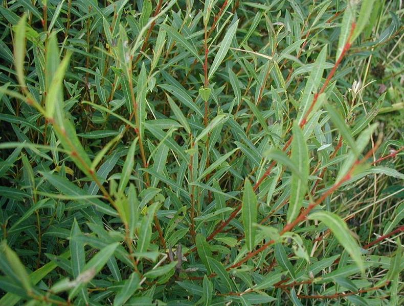 Erscheinungsbild: 3-5 m hoher Strauch mit dünnen, biegsamen, anfangs röt-lichbraunen Zweigen; schmale, lanzettförmige, bläulich-grüne Blätter
Blüte: männliche Kätzchen mit hellroten Staubbeuteln; weibliche Kätzchen dunkelrot
Frucht: filzig behaarte Fruchtkapseln
Giftigkeit: Früchte ungeniessbar
Standortansprüche: Lichtpflanze; als Auenpflanze an wechselnde Feuchte an-gepasst; bevorzugt feuchte, kalkhaltige, sandige Böden; erträgt kurzzeitige Überschwemmungen
Pflanzorte im Garten: in Wildhecken und Strauchgruppen, als Einzelstrauch; an feuchten Stellen und an Gartenweihern; gut geeignet zur Böschungs- und Hangbefestigung
Wert für Tiere: Saft: Nahrung für Käfer; Blätter: Nahrung für Käfer, Raupen; Kätzchen: erste und wichtige Nahrung im Jahr für Wildbienen, Hummeln; Holz: Entwicklungsort für Käferlarven; gute Deckungspflanze für Wild