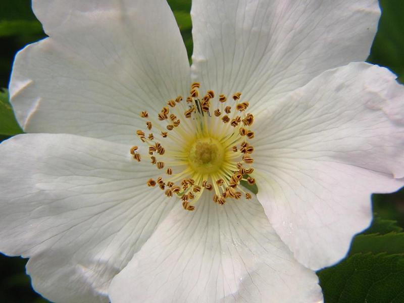 Erscheinungsbild: 2-4 m hoher, schnell wachsender, ausladender oder hoch-klimmender Wildstrauch mit grossen, hakigen Stacheln
Blüte: hellrosa bis weiss; blüht Juni-Juli
Frucht: rote Einzelfrüchte (Hagebutten); August-Oktober
Giftigkeit: Früchte geniessbar
Standortansprüche: wärmeliebende Art; Licht- bis Halbschattenpflanze; bevor-zugt kalkreiche, trockene Lehm- und Sandböden
Pflanzorte im Garten: in Wildhecken und Strauchgruppen, an Zäunen und Rankgerüsten; geeignet für breite, hohe Hecken; für grössere Pflanzkübel ge-eignet; als Pionierstrauch und Tiefwurzler mit weitreichenden Seitenwurzeln zur Böschungsbefestigung gut geeignet
Wert für Tiere: Blätter: Raupennahrung, Baumaterial für Wildbienen-Brutzellen; Blüten: Pollen für Käfer, Wildbienen; Früchte: Nahrung für Vögel, Säugetiere; Käfer und Wildbienen als Nahrung für Fledermäuse und Vögel