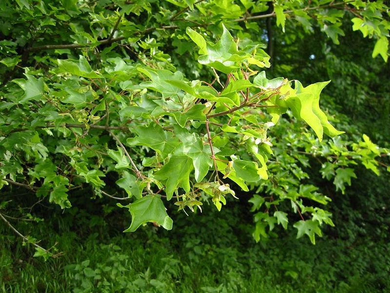 Erscheinungsbild: 10-15 m hoher, langsam wachsender kleiner Baum oder sparriger, mehrstämmiger Wildstrauch mit rundlicher Krone; junge Zweige mit auffälligen Flügelleisten; sommergrüne Blätter mit intensiver gelber oder roter Herbstfärbung
Blüte: unscheinbare, grünliche Blütenstände; blüht im Mai
Frucht: zweifächrige Spaltfrüchte mit grünen "Propellern" (Flügelnuss); typischer Schraubenflieger (Hubschrauberprinzip); Drehbewegung beginnt nach etwa 30 cm Fall; September-Oktober
Standortansprüche: wärmebedürftige Art; Licht- bis Halbschattenpflanze; bevorzugt mässig trockene bis frische, lockere, basen- und kalkreiche Lehmböden; frostempfindliche Art!
Pflanzorte im Garten: in Wildhecken und Strauchgruppen (auch als "Überhälter"), als Einzelstrauch oder -baum; als Alleebaum; in Schnitthecken
Wert für Tiere: Blüte: Nektar für Wildbienen; Wildbienen als Nahrung für Fledermäuse
