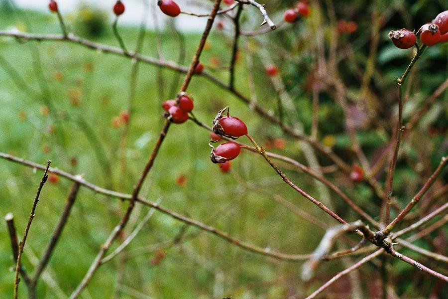 Erscheinungsbild: schnell wachsender, schlanker Wildstrauch, zumeist mit niederliegenden, kriechenden oder hochklimmenden, bis 3 m langen, grünen Trieben und Ästen; wenige, kleine Stacheln
Blüte: grosse, weisse Einzelblüten; blüht Juni-Juli
Frucht: rote Einzelfrüchte (Hagebutten); August-Oktober
Standortansprüche: etwas wärmeliebende Art; bevorzugt sonnige bis halbschattige Standorte mit frischen, basenreichen Lehmböden
Pflanzorte im Garten: in Wildhecken und Strauchgruppen (am Rand); entlang von Zäunen und an Rankgerüsten; auch für grössere Pflanzkübel geeignet
Wert für Tiere: Blätter: Raupennahrung, Baumaterial für Wildbienen-Brutzellen; Blüten: Pollen für Käfer, Wildbienen; Früchte: Nahrung für Vögel, Säugetiere; Käfer und Wildbienen als Nahrung für Fledermäuse und Vögel