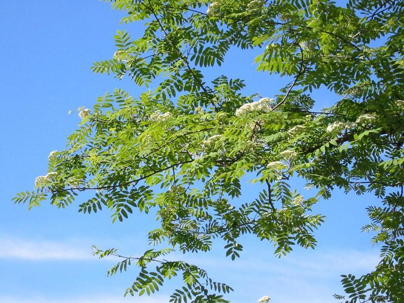 Erscheinungsbild: 5-15 m hoher, oft mehrstämmiger, kleiner Baum oder Strauch mit unregelmässiger, eiförmiger Krone; sommergrüne, gefiederte Blätter mit gelber bis roter Herbstfärbung
Blüte: kleine, weisse Blüten in 10-15 cm breiten Trugdolden; riechen nach Maikäfern; blüht Mai-Juni
Frucht: gelb- bis scharlachrote Beeren; August September; bleiben oft bis zum Winter am Strauch
Standortansprüche: Licht- bis Halbschattenpflanze; bevorzugt mässig trockene bis frische, basenarme, humose Sand- und Lehmböden; sehr anspruchslos gegenüber Bodensubstrat und Nährstoffversorgung
Pflanzorte im Garten: in Wildhecken und Strauchgruppen, als Einzelstrauch, auch für grössere Pflanzkübel geeignet; durch Wurzelsprosse für Böschungs- und Hangbefestigung möglich; aber: kann Feuerbrand übertragen!
Wert für Tiere: Blüten: Nektar für Wildbienen, Fliegen; Früchte: Nahrung für Vögel, Säugetiere