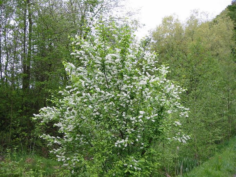 Erscheinungsbild: 5-18 m hoher, schmalkroniger, dicht belaubter Baum oder grosser Strauch; sommergrüne Blätter mit roter oder gelber Herbstfärbung; Weichholz; wird 60-80 Jahre alt
Blüte: hängende, lange, weisse Blütentrauben; intensiv nach Honig duftend; blüht April-Mai
Frucht: rotschwarze Steinfrüchte (kirschenartiges Wildobst); stark riechend; Juli-August
Standortansprüche: Halbschattenpflanze; bevorzugt frische bis nasse, nährstoff- und basenreiche Lehmböden; erträgt kurzzeitige Überschwemmungen, empfindlich auf Bodenverdichtungen.
Pflanzorte im Garten: in Wildhecken und Strauchgruppen (z.B. als "Überhälter"), als Einzelstrauch oder -baum; am Ufer von Gartenweihern; gut geeignet zur Böschungs- und Hangbefestigung; aufgrund Giftigkeit nicht für Kinderspielplätze (u.ä. Orte) geeignet
Wert für Tiere: Blüten: Nektar für Wildbienen, Fliegen; Blätter: Raupennahrung; Rinde: Nahrung für Käferlarven; Früchte für Vögel