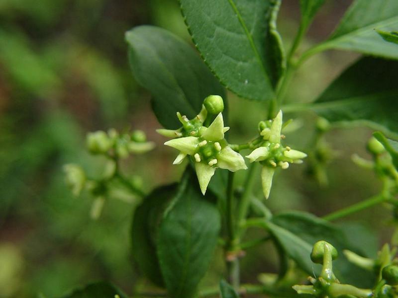 Erscheinungsbild: 2-6 m hoher, aufrecht wachsender Wildstrauch; sommergrüne Blätter mit gelb bis leuchtend roter Herbstfärbung; wintergrüne, durch Korkleisten vierkantige Zweige (= Rutenstrauch)
Blüte: grün-weisse, unscheinbare Einzelblüten; blüht Mai-Juni; schwach duftend
Frucht: auffällig rosa-orangefarbene Kapselfrüchte; August Oktober
Standortansprüche: wärmeliebende Art; Licht- bis Halbschattenpflanze; bevorzugt frische, nährstoff- und basenreiche, tiefgründige Lehmböden; erträgt aber auch feuchte und mässig trockene Standorte
Pflanzorte im Garten: in Wildhecken und Strauchgruppen, als Einzelstrauch; am Ufer von Gartenweihern; aufgrund Giftigkeit nicht für Kinderspielplätze (u. ä. Orte) geeignet
Wert für Tiere: Blüten: Nektar für Fliegen, Wildbienen, Käfer; Samen: Nahrung für Vögel