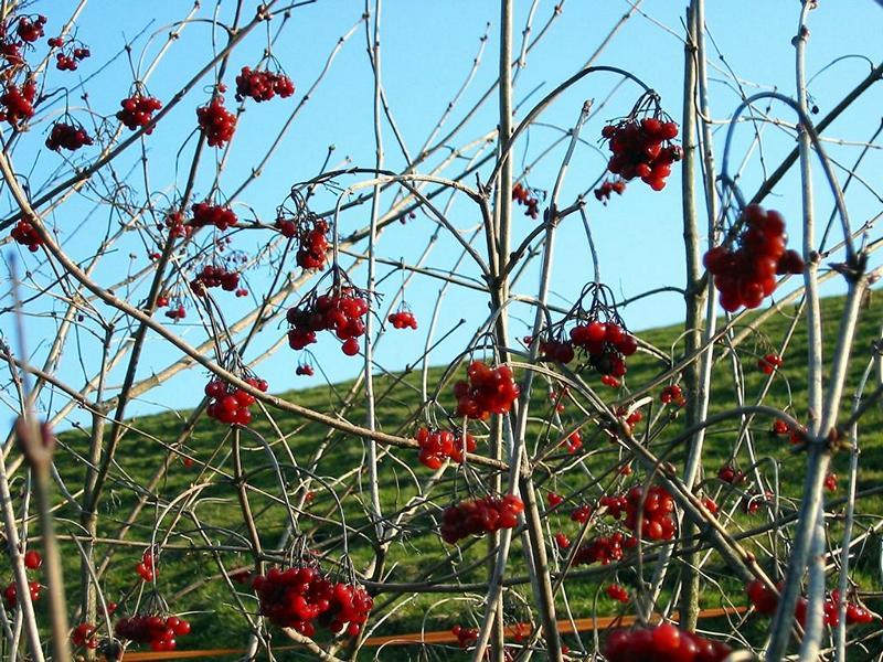 Erscheinungsbild: bis 4 m hoher, ausladender Wildstrauch mit langen, dünnen und leicht gebogenen Zweigen; sommergrüne Blätter mit weinroter Herbstfärbung
Blüte: flache, weisse Trugdolden mit stark vergrösserten (bis 2 cm), sterilen Randblüten; wohlriechend; blüht April-Mai
Frucht: scharlachrote Beeren mit rosa Steinkern; ab August; hängen manchmal bis zum nächsten Frühling am Strauch; für Vögel erst nach dem ersten Frost geniessbar
Standortansprüche: etwas wärmeliebende Art; Halbschatten- bis Lichtpflanze; bevorzugt sickerfeuchte, nährstoff- und basenreiche, Lehm- und Tonböden; erträgt kurzzeitige Überflutung
Pflanzorte im Garten: in Wildhecken und Strauchgruppen, als Einzelstrauch; am Ufer von Gartenweihern; als Intensiv- und Flachwurzler für Böschungen
Wert für Tiere: Blüte: Nektar für Käfer, Fliegen; Saft: Nahrung für Blattläuse; Früchte: Nahrung für Vögel und Säugetiere; Käfer und Fliegen als Nahrung für Fledermäuse