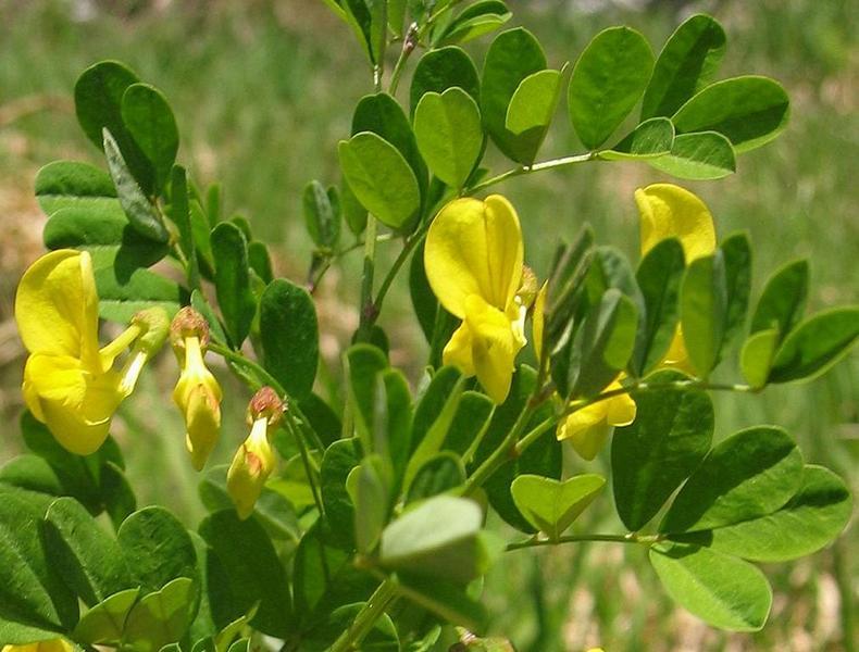 Erscheinungsbild: 1-2 m hoher, mittelschnell wachsender, buschiger Strauch mit überhängenden, grünen, kantigen Zweigen
Blüte: hellgelbe Blüten mit feinen braunen Streifen; blüht April-Juni
Frucht: braune, rundliche Hülsen mit dunkelbraunen oder schwarzen Samen; August-Oktober
Giftigkeit: Früchte ungeniessbar
Standortansprüche: stammt ursprünglich aus Südeuropa; wärmeliebende Licht- bis Halbschattenpflanze; geeignet für trockene, steinige Standorte, bevorzugt kalkreiche, humose Böden; etwas frostempfindlich
Pflanzorte im Garten: in sonnigen Wildhecken und Strauchgruppen (vor allem am Rand), als Einzelstrauch; auch für grössere Pflanzkübel geeignet
Wert für Tiere: Blüten: Pollen und Nektar für Wildbienen, Hummeln