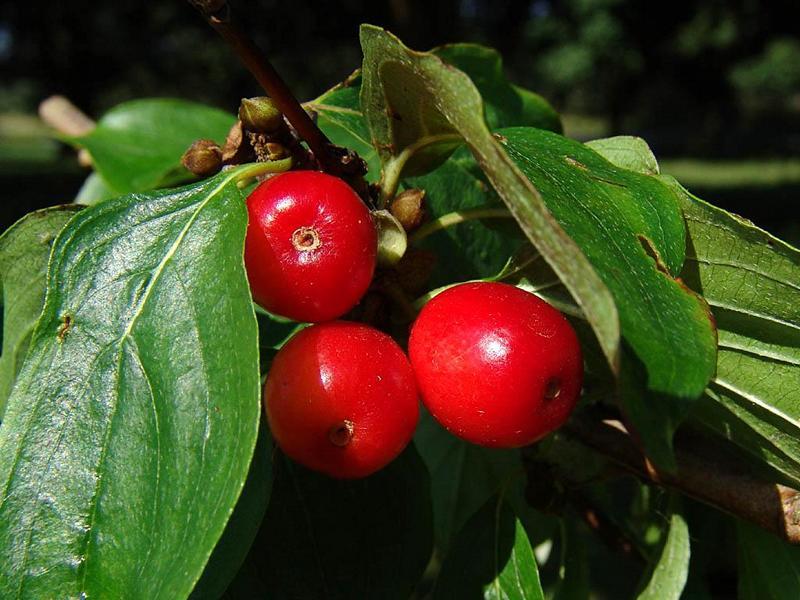 Erscheinungsbild: bis 6 m hoher, locker verzweigter Wildstrauch oder kleiner Baum
Blüte: kleine, gelbe, vor den Blättern erscheinende Blütenstände; blüht Februar-April
Frucht: kirschenähnliche (Name!), rote, fleischige Steinfrucht; August-September
Standortansprüche: wärmeliebende Art; Licht- bis Halbschattenpflanze; bevorzugt mässig trockene bis frische, nährstoff- und basenreiche, lockere Lehmböden
Pflanzorte im Garten: in Wildhecken und Strauchgruppen, als Einzelstrauch oder -baum; auch für grössere Pflanzkübel und Schnitthecken geeignet; durch Wurzelausläufer zur Böschungs- und Hangbefestigung verwendbar
Wert für Tiere: Blätter und Triebe: Nahrung für Säugetiere; Blüten Nektar und Pollen für Wildbienen; Früchte: Nahrung für Vögel, Säugetiere