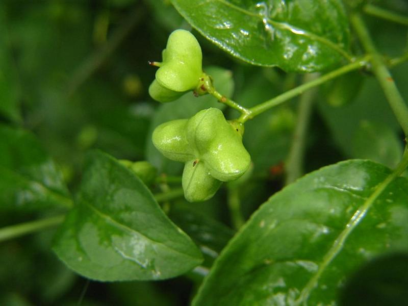 Erscheinungsbild: 2-6 m hoher, aufrecht wachsender Wildstrauch; sommergrüne Blätter mit gelb bis leuchtend roter Herbstfärbung; wintergrüne, durch Korkleisten vierkantige Zweige (= Rutenstrauch)
Blüte: grün-weisse, unscheinbare Einzelblüten; blüht Mai-Juni; schwach duftend
Frucht: auffällig rosa-orangefarbene Kapselfrüchte; August Oktober
Standortansprüche: wärmeliebende Art; Licht- bis Halbschattenpflanze; bevorzugt frische, nährstoff- und basenreiche, tiefgründige Lehmböden; erträgt aber auch feuchte und mässig trockene Standorte
Pflanzorte im Garten: in Wildhecken und Strauchgruppen, als Einzelstrauch; am Ufer von Gartenweihern; aufgrund Giftigkeit nicht für Kinderspielplätze (u. ä. Orte) geeignet
Wert für Tiere: Blüten: Nektar für Fliegen, Wildbienen, Käfer; Samen: Nahrung für Vögel